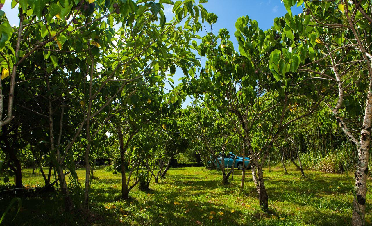 Kirpal Meditation And Ecological Center Pahoa Dış mekan fotoğraf