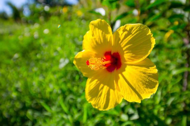 Kirpal Meditation And Ecological Center Pahoa Dış mekan fotoğraf